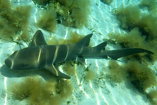 Nurse shark Belize