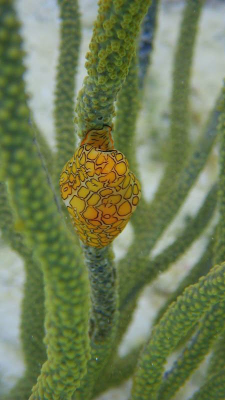 Sea Snail Belize