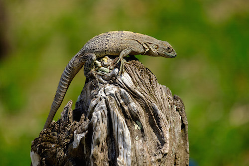 Iguana Belize