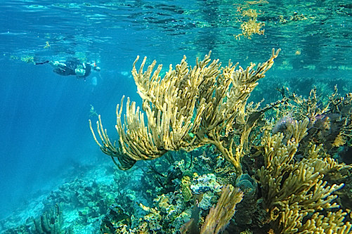 Snorkeling at the Blue Hole, Belize