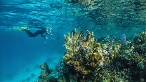 Snorkeling at the Blue Hole, Lighthouse Reef Atoll