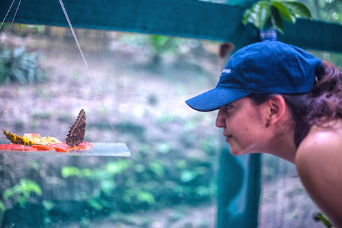 Butterfly Farm Belize