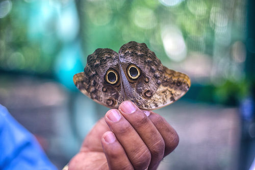 Owl Butterfly Belize