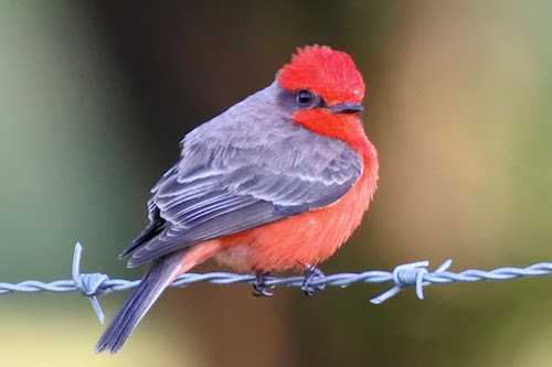 Vermillion Flycatcher