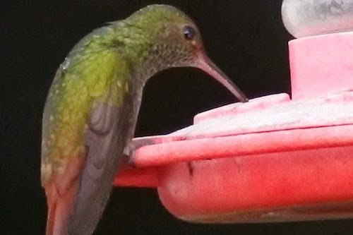 Rufus Tailed Hummingbird