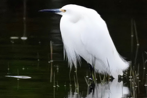 Snowy Egret