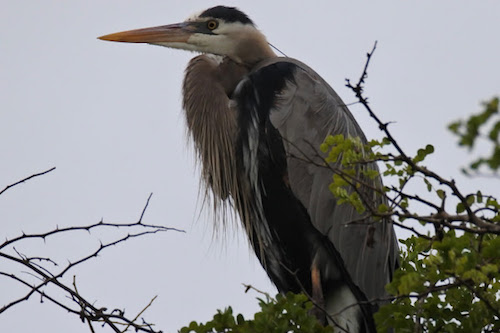 Great Blue Heron