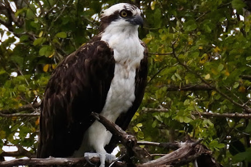 osprey