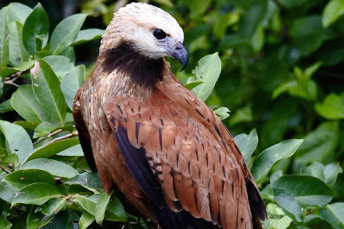 Black collared hawk