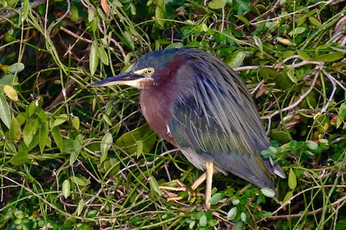 Green heron