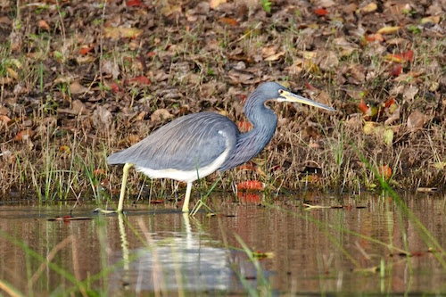 Little blue heron