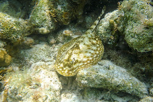 Yellow Stingray Belize