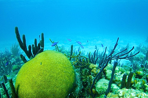 Brain Coral Belize Barrier Reef