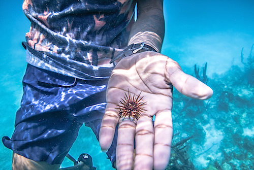 Sea Urchin Belize