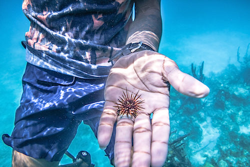 Sea Urchin Belize