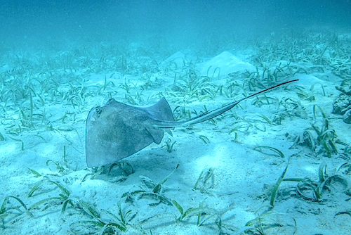 Southern Stingray