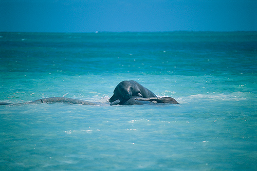 Manatee Belize