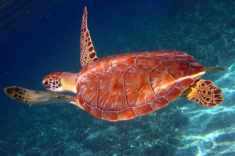 Sea Turtle