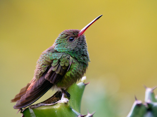 Birding in Belize