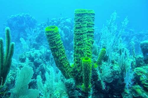 Tube Sponge Coral