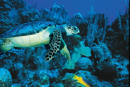Snorkeling Turtles Belize