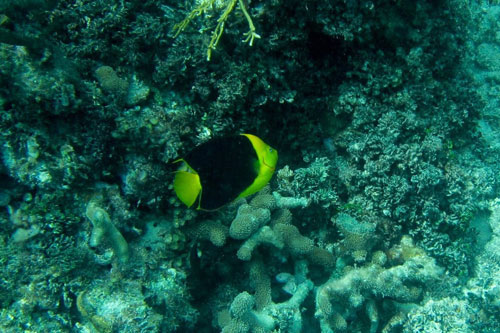 Rock Beauty Angel Fish Belize