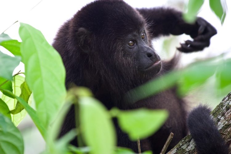 Howler Monkey Belize