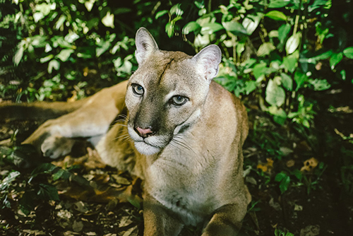 Belize Zoo