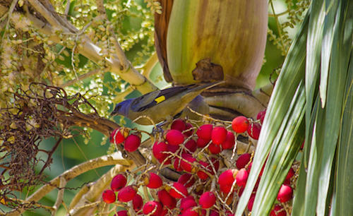 Birding in the Mayflower Bocawina National Park