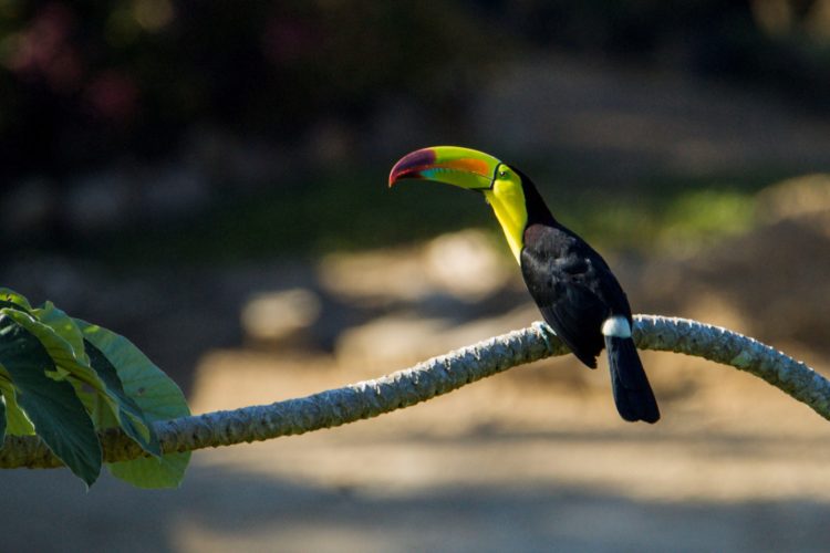 Keel-billed Toucan