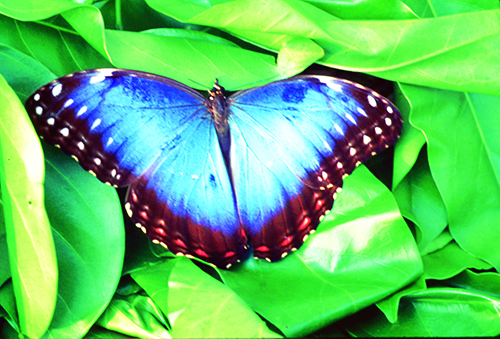 Blur Morph Butterfly