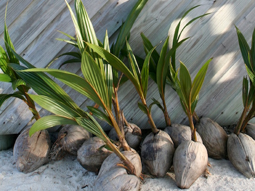 Coconut plants in Belize