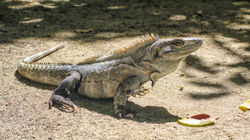 Iguana at Half Moon Caye