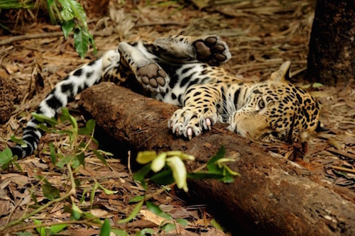 Jaguar at Belize Zoo