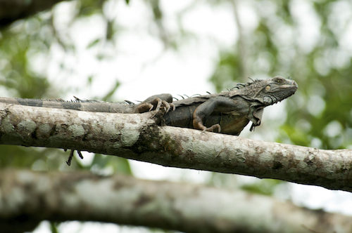 Green Iguana Belize