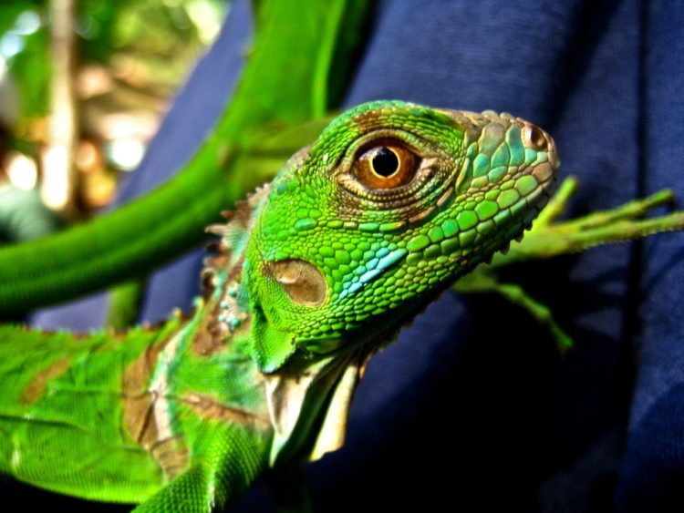 Reptile Belize