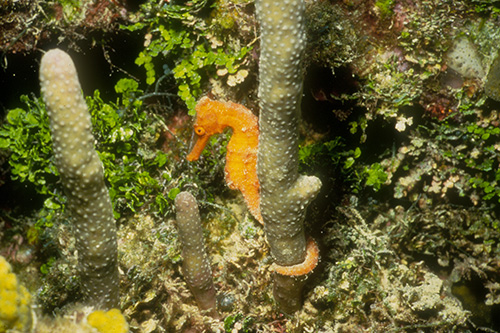 Sea Horse