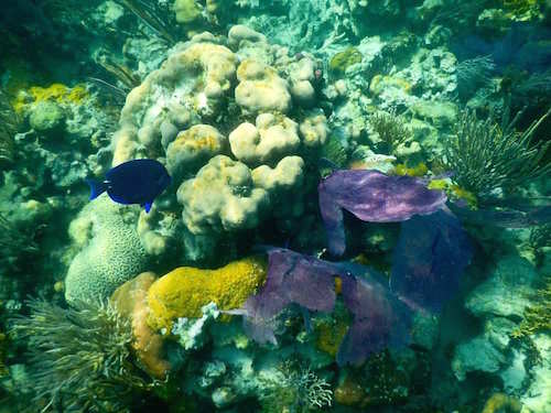 Coral Reef Belize