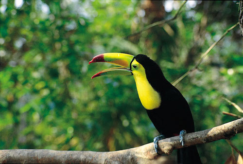 Birding in Belize