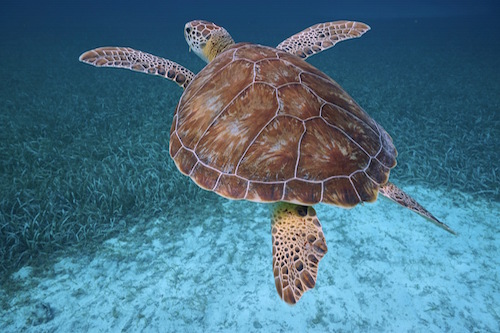 Sea turtle Belize