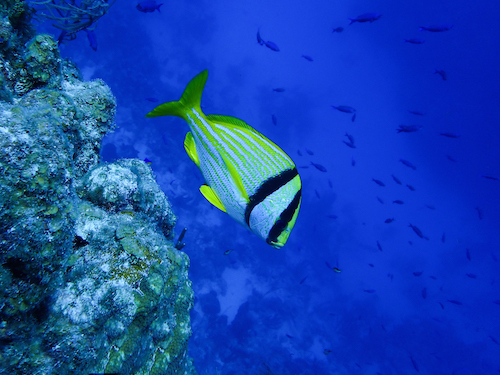 Snorkeling at Half Moon Caye