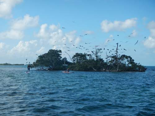 Incredible bird life!