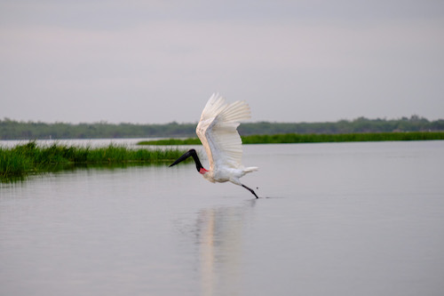 Jabiru Stork Belize