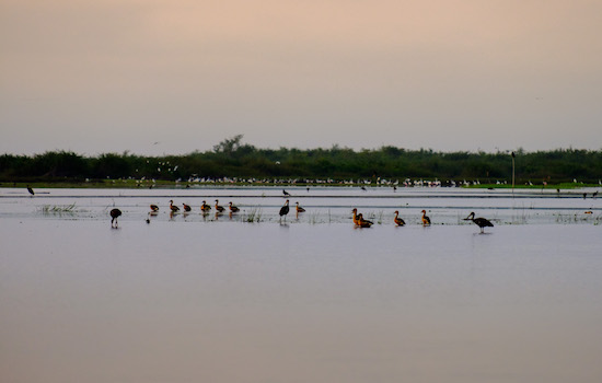 Crooked Tree Wildlife Sanctuary