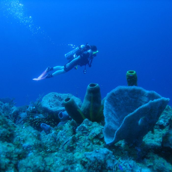 Belize Diving Lighthouse