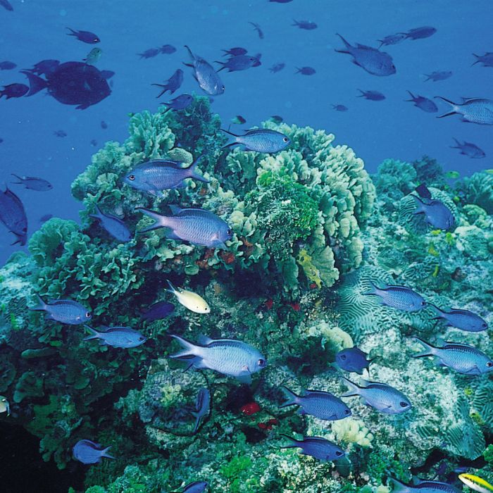 Underwater Belize