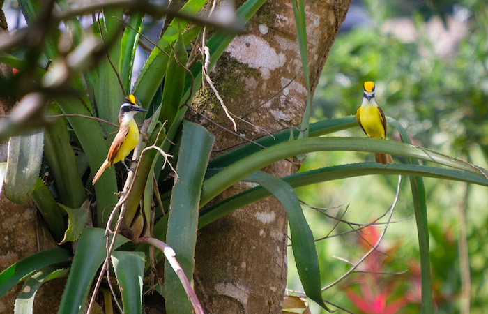 Birding in the Mayflower Bocawina National Park