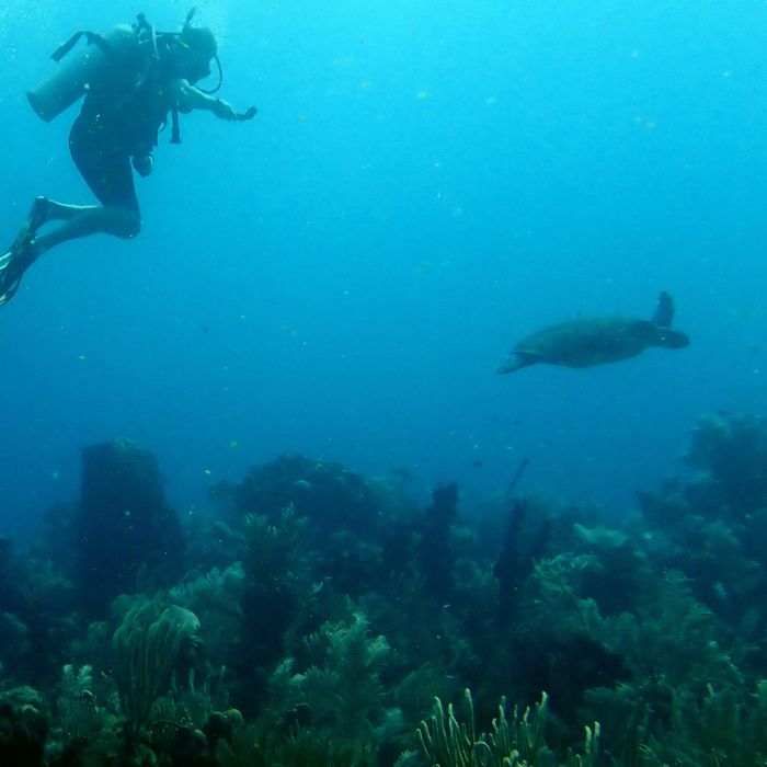 Glovers Reef Diving