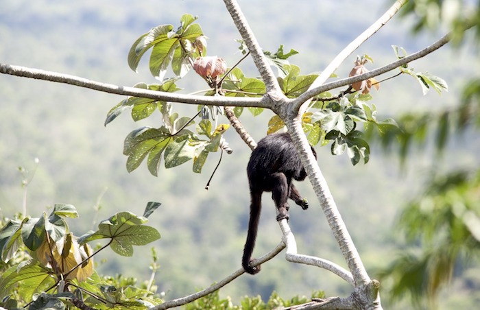 Howler Monkey