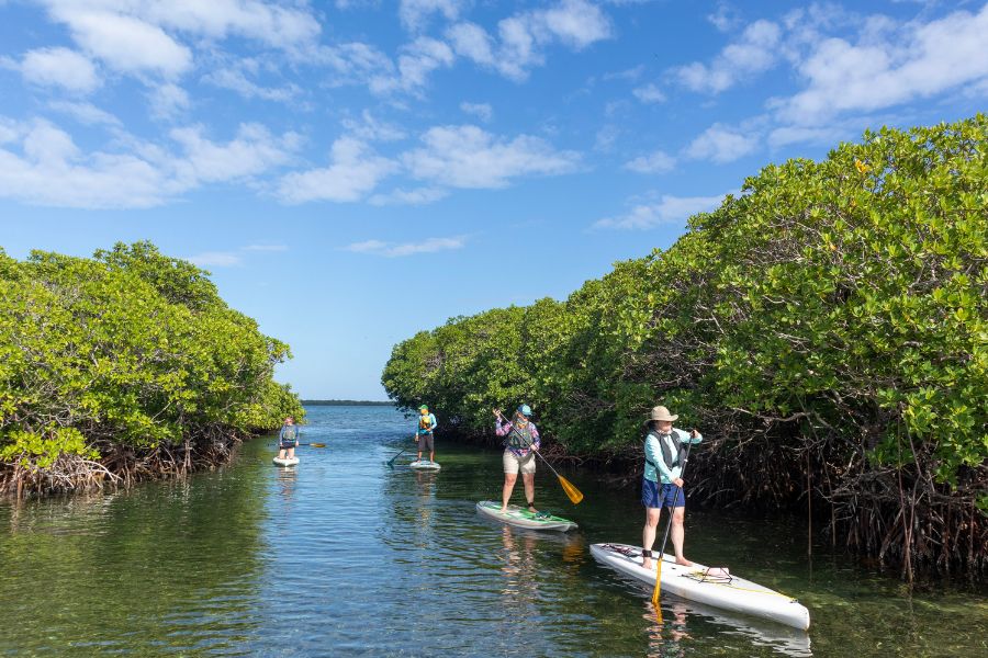paddle board in the mangroves of Belize